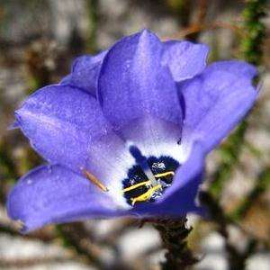 5 Roella triflora Seeds - Buy Seeds From Africa for Indigenous South African Perennials