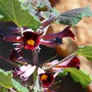 Rogeria adenophylla Seeds + FREE SEEDS - Indigenous South African Perennial - Worldwide Shipping