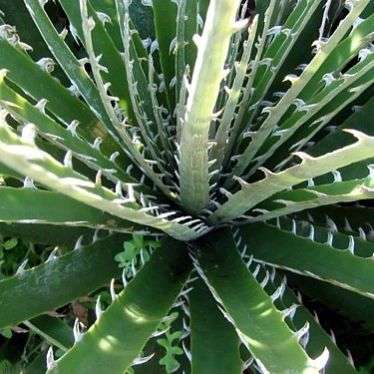 20 Puya chilensis Seeds - Puya , Chagual - Terrestrial Bromeliad - Endangered Succulent