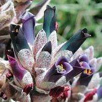 20 Puya coerulea var. violacea Seeds - Dark Purple Puya - Terrestrial Bromeliad - Succulent