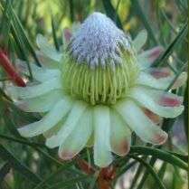Protea scolymocephala Seeds - Thistle Sugarbush - Witskollie - Indigenous - Worldwide Shipping