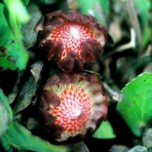 3 Protea amplexicaulis Seeds From Africa - Worldwide Delivery + Get Free Seeds with ALL orders!