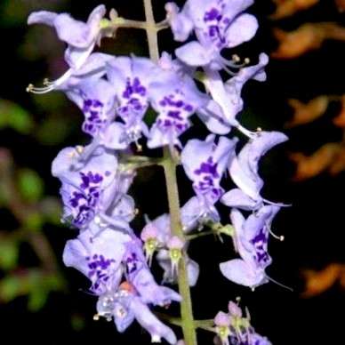 20 Plectranthus fruticosus Seeds - Indigenous South African Shrub Seeds from Africa + Free Seeds