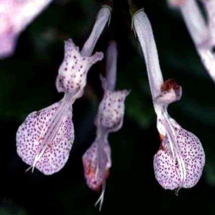 5 Plectranthus oertendahlii Seeds Silverleaf Spurflower, Swedish Ivy - Indigenous Perennial