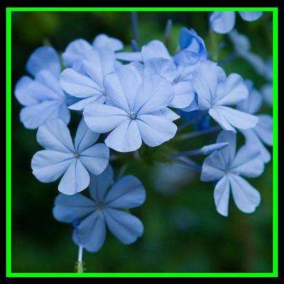 10 Plumbago auriculata Seeds - Indigenous South African Shrub Seeds From Africa - Worldwide Shipping