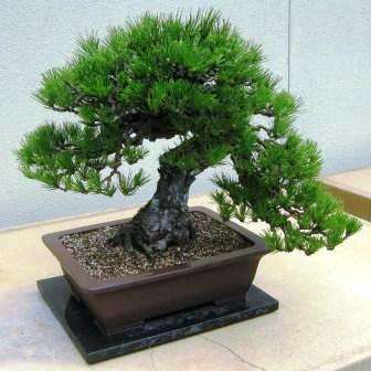 10 Pinus thunbergii or Japanese Black Pine - Seeds for Bonsai Trees To Buy in South Africa