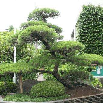 10 Pinus thunbergii or Japanese Black Pine - Seeds for Trees For Sale in South Africa