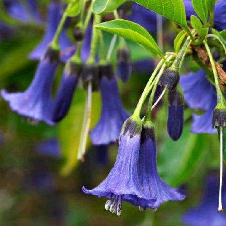 Spectacular Mini Angel's Trumpet Shrub Seeds - 10 Iochroma australe Seeds + FREE SEEDS