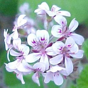 5 Pelargonium australe Seeds ~ Austral stork's bill - Australian Native Pelargonium - Shrub