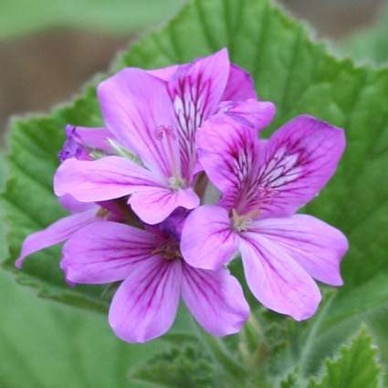 Pelargonium cucullatum Seeds - Wilde malva, Hooded-leaf pelargonium - Indigenous Shrub Seeds