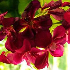 5 Pelargonium inquinans Seeds + Free Seeds - Indigenous Shrub Seeds From Africa - Worldwide Delivery