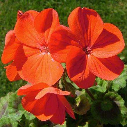 5 Pelargonium inquinans Seeds + Free Seeds - Indigenous Shrub Seeds From Africa - Worldwide Delivery