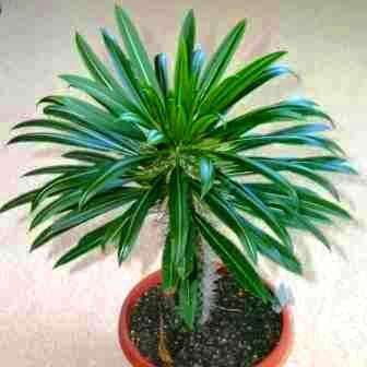 5 Pachypodium lamerei Seeds - Madagascar Palm Tree - Bonsai Succulent