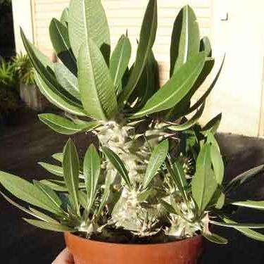 Pachypodium densiflorum var. brevicalyx Seeds - Rare Caudiciform Succulent - Bonsai