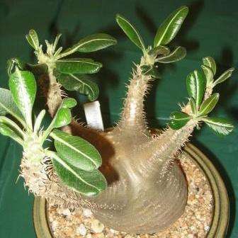 Pachypodium cactipes Seeds - Rare Caudiciform Succulents - Natural Bonsai - Worldwide Shipping