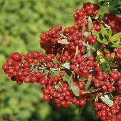 Olinia emarginata Seeds - Mountain Hard Pear - Buy Seeds for Trees Indigenous to South Africa