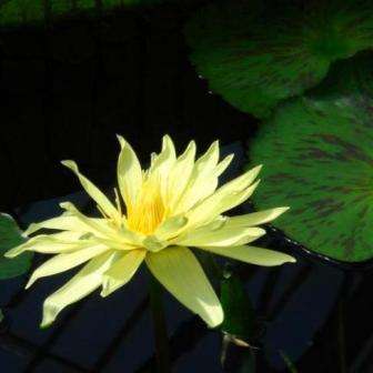 Yellow Water Lily - Nymphaea eldorado Seeds - Buy Aquatic Plant Seeds in South Africa