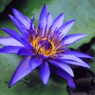 Nymphaea caerulea Seeds - Psychoactive Plants - Water Lily Seeds for Sale in South Africa Aquatic