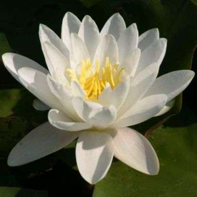 Nymphaea alba Seeds - White Water Lily Seeds + Get FREE Seeds with ALL orders - Psychoactive