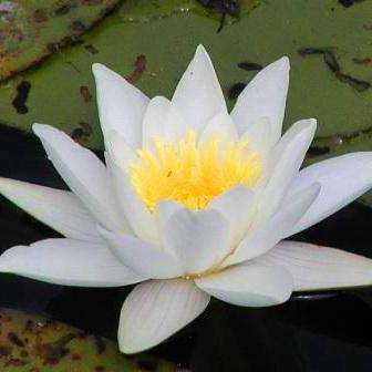 Nymphaea alba Seeds - White Water Lily Seeds + Get FREE Seeds with ALL orders - Psychoactive