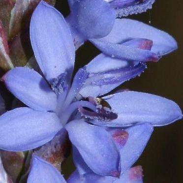 10 Micranthus junceus Seeds - Indigenous South African Bulb Seeds - Free Seeds with All Orders