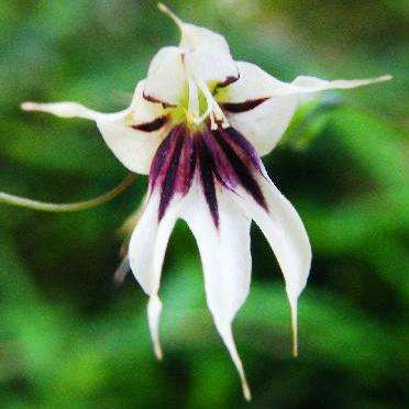 Melasphaerula ramosa Seeds - Fairy Bells - Indigenous South African Bulb Seeds + GET FREE SEEDS!