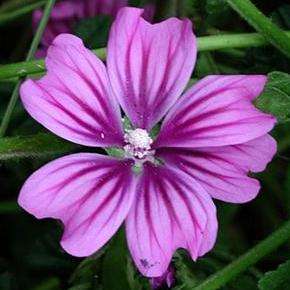 Malva sylvestris zebrina Flowering Shrub Seeds for Sale in South Africa - Coutrywide Shipping