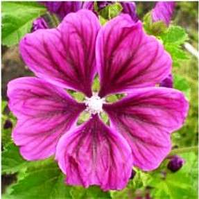 10 Malva sylvestris mauritiana Seeds - Hardy Flowering Perennial Shrub Seeds in South Africa
