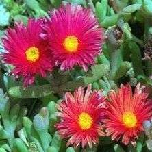 5 Coppery Mesemb - Malephora crocea Seeds - Indigenous South African Succulents For Sale in SA