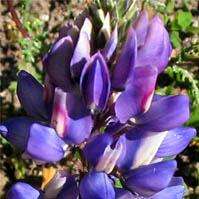 5 Succulent Lupine Seeds - Lupinus succulentus - Sow Spring Autumn - Stunning Exotic Annual