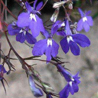 Lobelia erinus Seeds - Wild Lobelia - Indigenous South African Annual Seeds - Wolrdwide Shipping