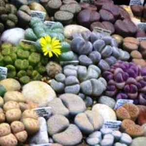 Stoneplants Seeds - Lithops Mixed Species - Indigenous South African Succulent - Living Stones