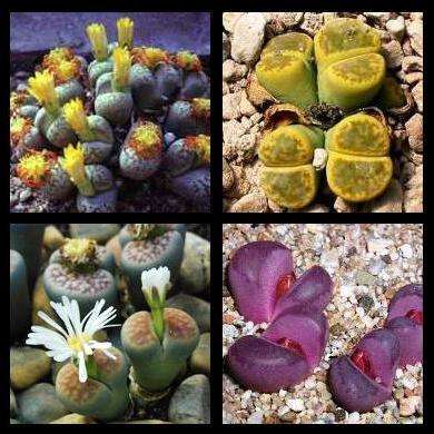 10 Stoneplant Seeds - Lithops Species Mixed Seeds - Indigenous South African Succulent Living Stones