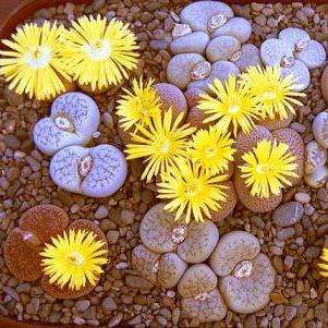 5 Stoneplant Seeds - Lithops Species Mixed Seeds - Indigenous South African Succulent Living Stones