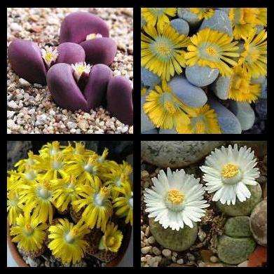 20 Stoneplant Seeds - Lithops Species Mixed Seeds - Indigenous South African Succulent Living Stones