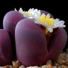 10 Lithops optica var rubra Seeds - RARE - Indigenous South African Succulent Seeds for Sale