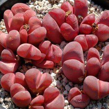 5 Lithops optica var rubra Seeds - Excellent Hobby for Young and Old - Grow your own Succulents