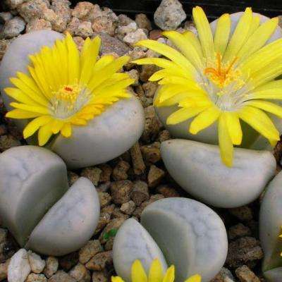 5 Lithops meyeri Seeds - Stoneplants - Indigenous South African Mesemb Succulent Seeds For Sale