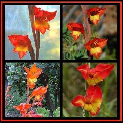 45+ Gladiolus dalenii Corms, NOT SEED - Makes great Cut Flowers - Indigenous SA Bulb