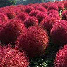 Kochia scoparia Seeds - Burning Bush, Mexican Fireweed or Summer Cypress - Annual Shrub