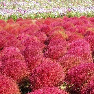 Kochia scoparia Seeds - Burning Bush, Mexican Fireweed or Summer Cypress - Annual Shrub