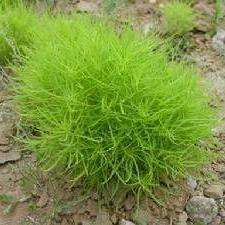 Kochia scoparia Seeds - Burning Bush, Mexican Fireweed or Summer Cypress - Annual Shrub