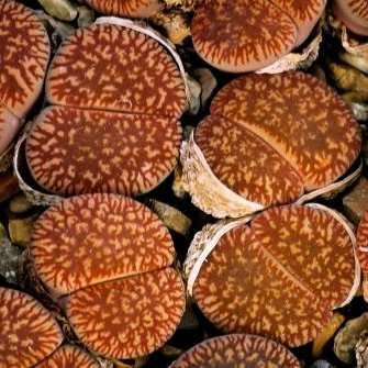 Lithops aucampiae ssp. euniceae Seeds - Indigenous South African Succulents