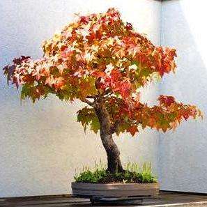 10 Liquidambar styraciflua Bonsai Seeds + FREE Bonsai eBook and FREE Seeds - American Sweetgum
