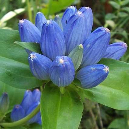 50 Gentiana andrewsii Seeds ~ Bottle Gentian Seeds - Bulk Perennial Seeds for Sale in South Africa