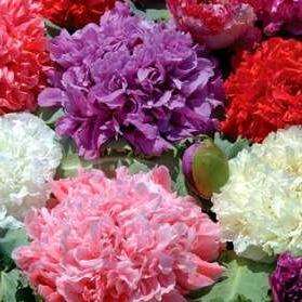 Mixed Double Poppy Seeds - Papaver paeoniflorum Seeds - Poppy Seeds - Stunning Annual Poppies