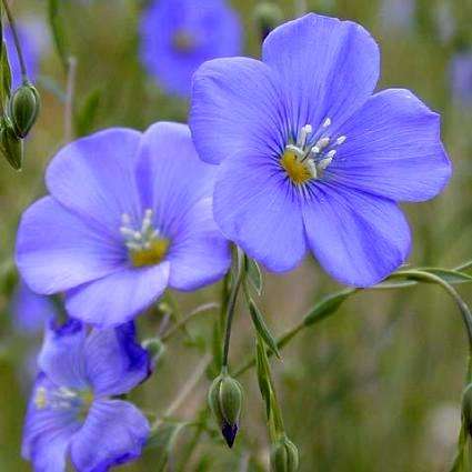 10 Linum perenne Seeds - Blue Flax Seeds + Get FREE seeds! - Sow All Year - Perennial Seeds