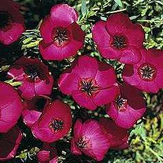50 Linum grandiflorum rubrum Seeds - Scarlet Flax, Red Flax - Sow Spring Autumn - Bulk Annual Seeds