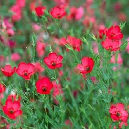 25 Linum grandiflorum rubrum Seeds - Scarlet Flax, Red Flax - Sow Spring Autumn - Annual Seeds