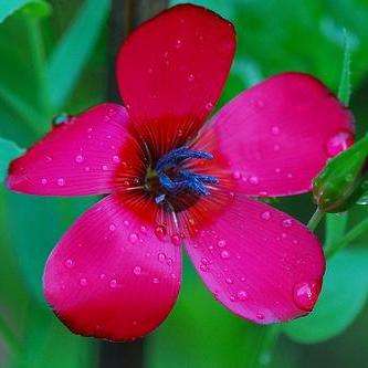 Linum grandiflorum rubrum Seeds - Scarlet Flax, Red Flax - Sow Spring Autumn - Annual Seeds